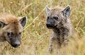 Young Spotted Hyenas_HBB5121